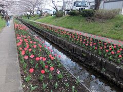 横浜市都筑区の江川せせらぎ緑道でチューリップと桜の競演