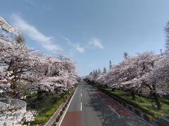 くにたち　大学通り　桜満開！