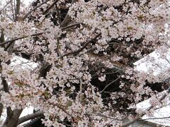 名古屋で一番開花が進んでると言われた八事興正寺、小雨が降ってもきれいでした♪