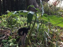 吉高の大桜と鰻！と、初めて見たマムシ草