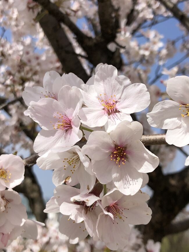 富山市環水公園にて桜見物