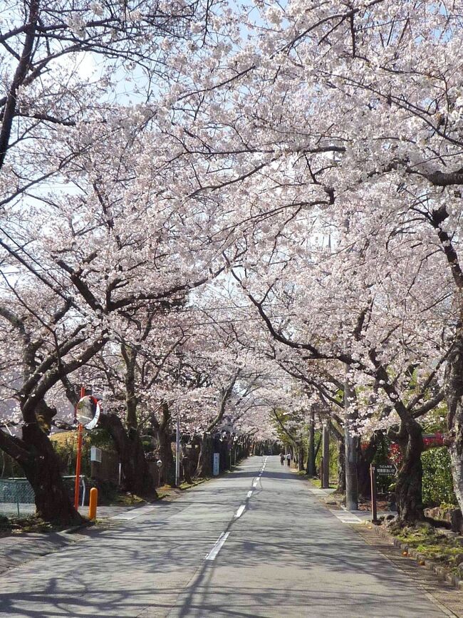 2021.3 伊東温泉で1泊、城ヶ崎海岸・伊豆高原で桜を見て来た2日間（後編・城ヶ崎海岸・伊豆高原）