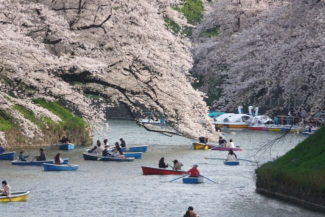 明日（28日）は一日雨模様、ならばせっかく東京まで来たので桜でも見ますか、と言うことで近場で無難な場所を選んで見てきました。