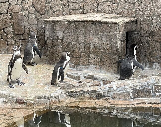 桜の咲く中、行船公園に動物を見に行きました。