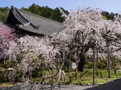 20210331-1 京都 毘沙門堂も桜の名所やねぇ