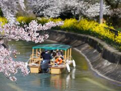 20210331-2 京都 山科疏水の花見は、菜の花も見頃