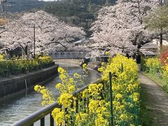 桜の都　京都