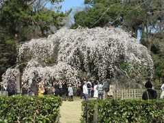 京都御苑・早咲きの桜と 大徳寺聚光院・7年ぶりの文化財特別公開を訪ねて