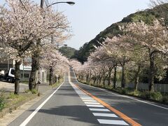 通研通りの桜が咲き誇っています&#127800;