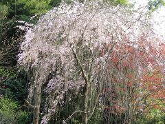 堀内家の紅枝垂れ桜が満開です－2021年