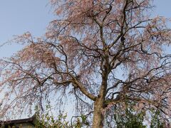 実方家の紅枝垂れ桜の散り際－2021年