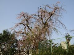 倉田小の枝垂れ桜－2021年