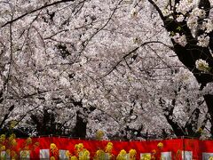 20210331-4 京都 午後からは平野神社。賑わってますが、桜養生園はわりとゆっくり花見でした。