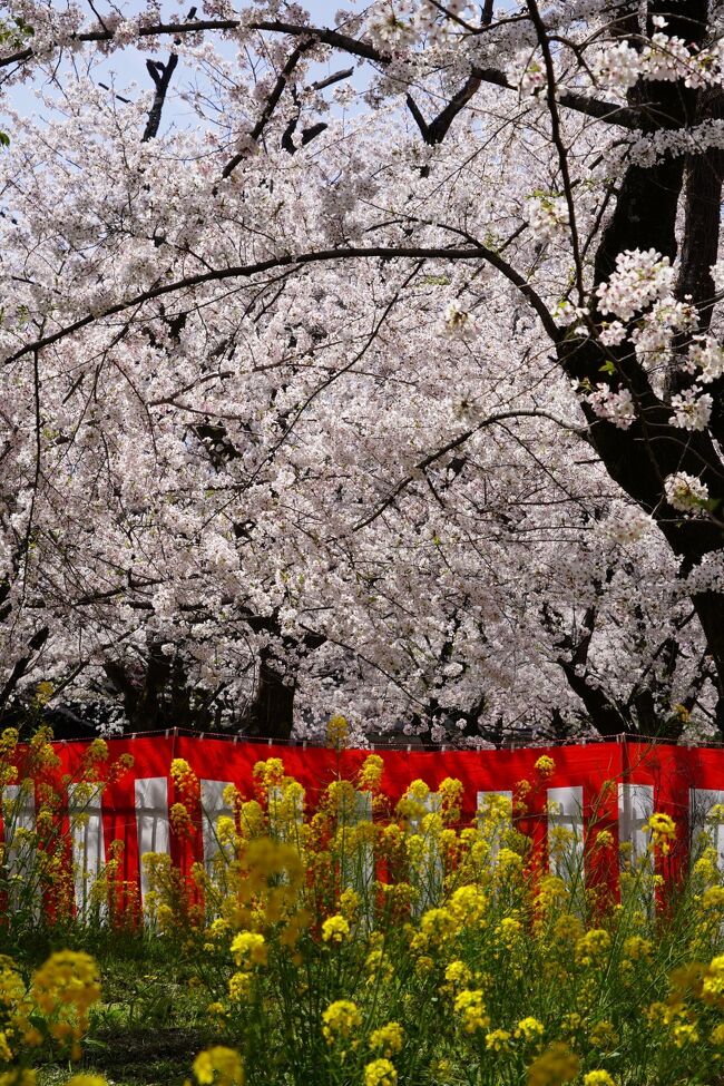 山科を離れて、だいぶ離れますが、平野神社へ。こちらも洛中桜の名所。<br /><br />国鉄円町駅から歩くつもりやから、国鉄山科駅からは京都駅乗り換えで￥240。バス移動を避けているものですから、わたしにとっては効率悪くなかったりします。円町駅から北野白梅町過ぎてさらに北ですから、けっこ歩くんで、あんま他人には勧められませんが。