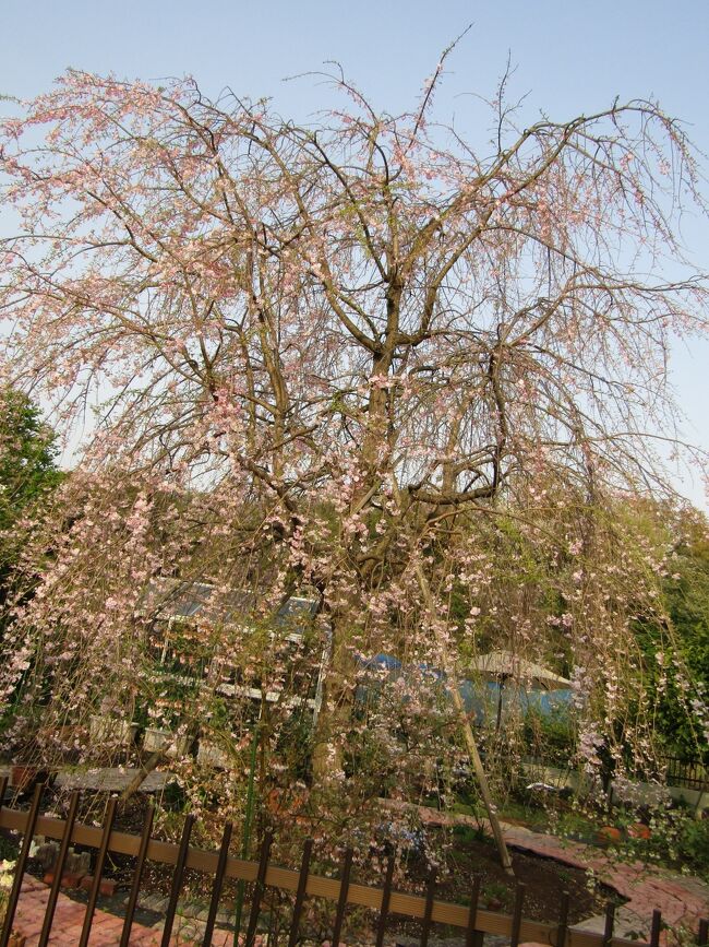 　今年見付けた舞岡町三枚畑の小田急団地の分譲地にある枝垂れ桜（https://4travel.jp/travelogue/11684400）がどうやら満開である。しかし、思っていたほど花は多くはない。<br />　2019年に襲ってきて上陸した台風15号・19号で桜の葉が落ち、秋にはポツポツと開花したという。そして翌年（2020年）の春も花が少なく、ポツポツとしか開花しなかったのだという。どうやら、その台風の影響が今年の春にまで及んでいるようだ。<br />　日当たりがよく、風通りも良い場所に移植されたこの紅枝垂れ桜は来年以降の開花が楽しみな1本である。<br />（表紙写真は三枚畑の枝垂れ桜）