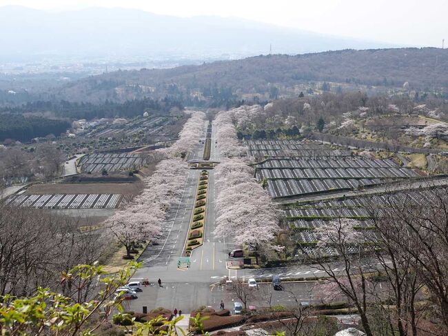 富士霊園で桜を見ようと出かけました。<br />今回は、その第2回で富士霊園の桜です。<br />霊園内を桜を見ながらウロウロして来ました。<br /><br />YouTubeです。<br />富士霊園の桜<br />https://www.youtube.com/watch?v=zVRKYi9RvsE<br /><br />★富士霊園のHPです。<br />https://www.fujireien.or.jp/