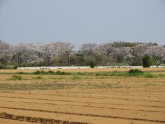 満開の桜のトンネルが長々と続く瀬谷区の海軍道路