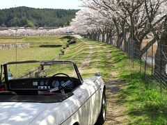 美波羅川の千本桜へ行ってミタ。　広島　三次市
