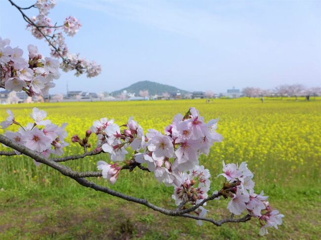 藤原京跡、菜の花とソメイヨシノ<br /><br /><br />https://www.city.kashihara.nara.jp/kankou/own_sekaiisan/hanadayori/kaikajyoukyou.html