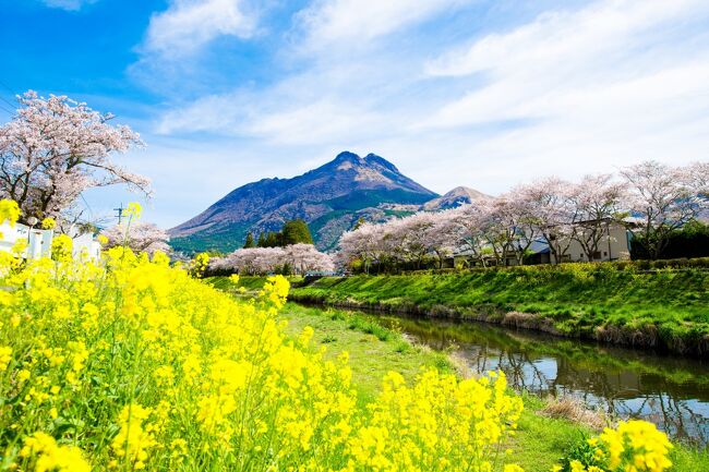 　由布院の春は、大分川川辺に咲く桜と菜の花から始めります。