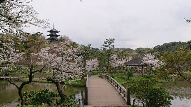 三溪園を散策。桜がキレイ。