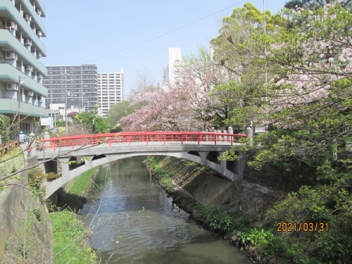 松戸市の松戸・松戸神社・桜