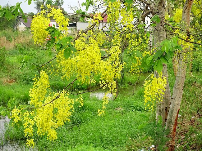 4月、、、例年だとタイの正月であるソンクラーンでタイ人と外国人観光客の大移動が見られるのだが、昨年に続きコロナ禍で人々は移動を自粛し、ひっそりしたソンクラーンになってしまった。乾季が過ぎ、雨が時々降るようになり、チェンマイの大気汚染はだいぶ治まってきた。