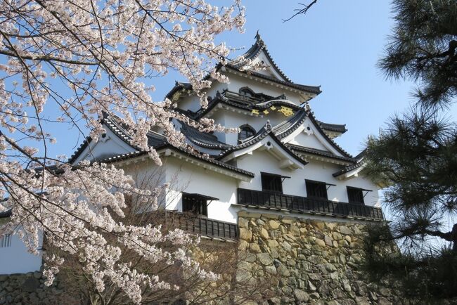 1.コロナが全国で猛威を振るっているのでマイカーで近場のお花見と『ひこにゃん』に会いたいので井伊直弼の彦根城へ出掛けました。<br /><br />2.子供達の春休みで平日でも家族連れの観光客が多く天守閣は入場制限で10分程並びました。当日は快晴で温かく満開の桜を堪能しました。<br /><br />3.彦根城の桜を堪能し、米原の「ローザンベリー多和田」のイルミネーションを見に行きました。<br /><br />4.夜の部は17：30から入場ですが冷え込んできましたので上着は必要です。<br />