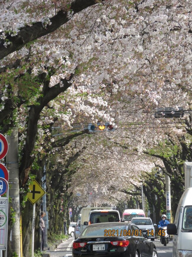 4月1日、午後2時頃にふじみ野市の亀久保にある桜通りに行き、その後の桜のトンネルを見ました。　前回は3月24日に見ましたが、その時は4,5分咲きで見ごろでしたが、今回は満開を過ぎて散り気味ですが、桜のトンネルは更に見ごろが続いていました。<br /><br /><br /><br />*写真は桜のトンネル