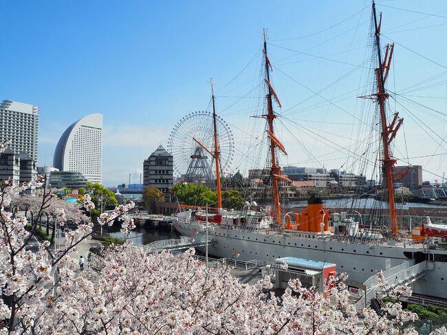 横浜市内で桜を中心にマスクお花見してきました。<br />3/27、29、30と各所に見に行きました♪