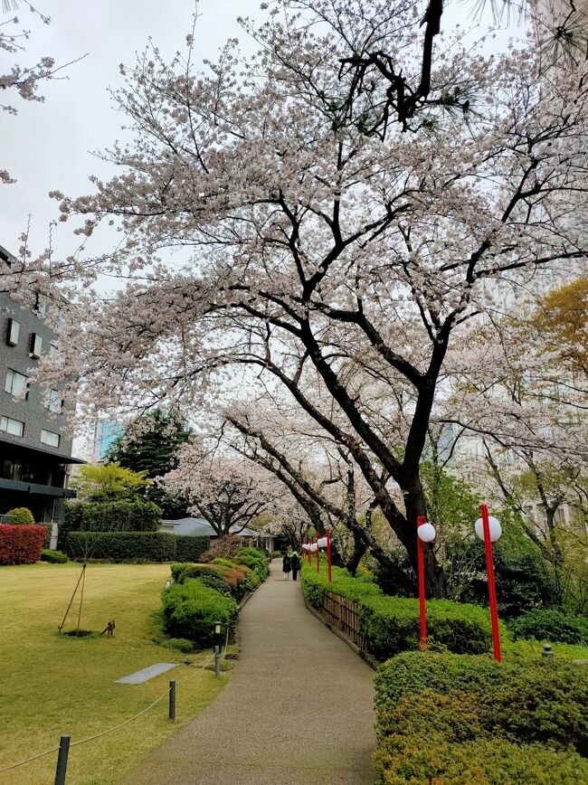 いつもは泊まった順に書いてますが<br />今回のプリンスが素敵だったのと<br />23日までお得なキャンペーンで<br />20%割引と館内利用券5千円付き<br />しかもプリンス12施設で使えるという<br />LOOK & TASTE Spring キャンペーン<br />があったので先にあげることにしました。<br />クラブラウンジは<br />高輪とさくらタワーの3箇所<br />サウナ&ブロアバスも使えます。<br />ちょうど桜が満開で<br />優雅な時間を過ごせました。<br /><br />ヤフー(一休)でポイント20倍<br />日曜10%引きもあって約1万引き。<br />ほぼPayPay払いにしたのでボーナス付き<br />25000円せずに上記特典。<br />レストランは使わなかったので<br />利用券でお土産買いました。<br />