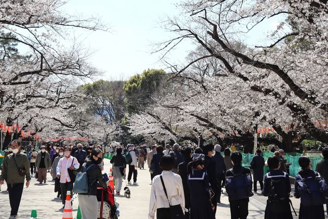 上野の桜が終わりました。今年のルールは宴会や飲食ダメで右側一方通行、ただ桜を見るだけ。これでも昨年よりまだ上等です。3月23日(火)満開直前の様子です。緊急事態宣言解除直後とあって昨年と比べて人出が多いです。