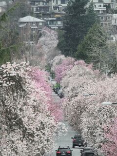 桜前哨戦　ピンクに彩られるストリート in バンクーバー