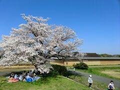 桜満喫平城宮跡