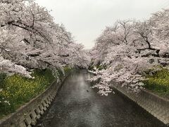 桜2021