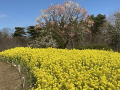 春の水戸 偕楽園 梅まつり　国営ひたち海浜公園 早咲き水仙&菜の花　袋田の滝　