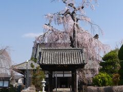 「満願寺」の枝垂れ桜_2021_満開間近で、見頃始まってました（栃木県・佐野市）