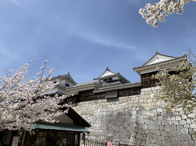春休みの息子と愛媛に旅行に来ました。愛媛を選んだ理由は、行ったことないから(愛媛含めて5県が未踏の地です)と、息子が今治のタオルに興味があるからです。<br />まずは、1-2日目の旅行記です。<br />朝イチの ANA で松山空港に到着し、レンタカーで市内へ。朝も早かったので、早めの昼食へ。評価の高い瓢太というラーメン屋へ行きました。後で知りましたが、愛媛の甘いラーメンとして有名なお店みたいです。ラーメンは確かに甘く新鮮な味でした。<br />その後、松山城に向かいます。松山城は丘の上にあり、リフトかケーブルカーがありますが、今回はリフトを選びました。上に登り、数分でお城に到着。平日なので人も多くはいません。桜は満開からは少し経った感じですが、十分に綺麗でした。天守閣まで登り、再びリフトで下まで降りました。<br />少し早いですが、ホテルに向かってチェックイン。ホテルは道後 hakuro という新しいホテルです。<br />チェックイン後、道後温泉本館で温泉に入ります。ここも、時間が早いこともあり空いてました。子供がお守りがかわいいので行きたがっていた圓満寺に行きました。セルフ購入でお金を渡し、買いに行かせると、おばあちゃんが近づいて来て話をしていると、おまけでもう一つ御守りをくれたそうです。ちなみに御守りは縁結びなので、息子にはまだ少し早いかも。<br />その後ホテルに戻り、ゆっくりしました。<br />翌朝はホテルで朝食をとりましたが、品数は少なかったですが、どれも美味しかったです。特に菜の花スープが絶品です。<br />この日は伊予富士登山を予定していました。実際、向かって見ると一番近い登山口までは通行止め( ; ; )。事前に知りたかった…登山は諦め、新浜の別子にあるマイントピアに行きました。新居浜は銅の鉱山で有名だったらしいです。採掘距離は700km 海抜-1000m まで掘っていたとのこと。すごい量です。<br />マイントピアでは砂金取りと、銅山体験、その後、東平エリアにある東洋のマチュピチュに行きました。<br />夕飯は地元では有名らしい?オロチョンラーメンを食べて、休みました。