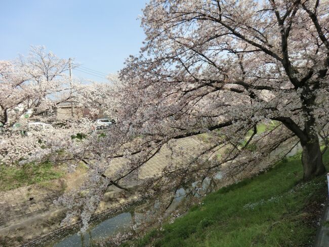 近鉄新大宮駅から近鉄奈良駅まで佐保川を歩く。桜が見事で目も心もワクワクしてあくき回った。<br />佐保川は、その春日山原生林を源にしている。春日山の東側から北の若草山のむこうをまわり佐保の地を通って宮の南まできて、京の真ん中を南下し、<br />大和川に合流している。<br />沿道の桜のトンネルを歩くのはもちろん、川辺から眺める、左右を桜並木に囲まれた佐保川も見事です。