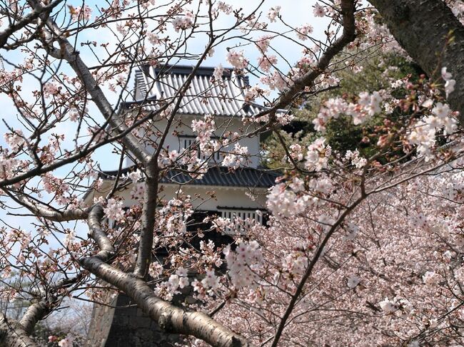 自粛疲れのなか「コロナ禍」ですが、先週は大村公園に行き<br />人出が多かった満開の桜を楽しんで来ました<br /><br />２９日は大台に乗った？人生一度のバースデー<br />フレンチ黒田へバースデーランチを満喫しました<br /><br />フレンチ黒田の店内内装は、白を基調とした清潔感のあるデザイン<br />オーナーシェフとソムリエのマダム２人で営む、フランスの味と<br />ワインを気軽に楽しめる、４人掛けテーブル６卓の（パーテー会場もあり）レストランで<br />常連も多く、県内でもトップクラスのフランス料理であることは、多くの人が認めています<br />奥さんはソムリエで、ホール担当やさしい雰囲気で、料理に一花添えてくれます。<br /><br /><br /><br /><br /><br /><br />　　　　　　　　　　　　　　　　　　　　　　