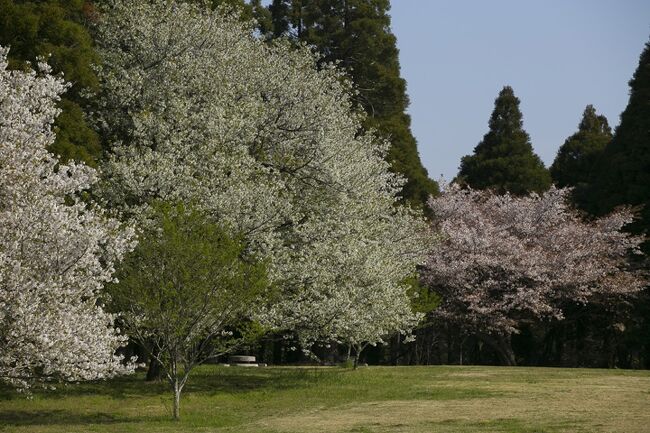 緊急事態宣言が解けた千葉。例年よりも早く咲き始めた桜にあわてて千葉市内の公園に花見に出かけました。