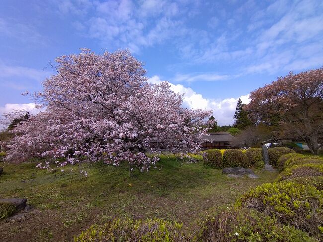 今年は桜が一斉に咲き誇った感じ。浅間大社、潤井川の土手、神田川沿いの遊歩道など、市街地の桜と標高が高い郊外の桜もほぼ同時。<br />月曜日が富士山もクッキリで最高の花見日和だった。<br />その後は黄砂に見舞われて、視界不良。<br />やっと黄砂が収まったと思ったら、雲で富士山は隠れてしまった。<br />表紙は狩宿の井出館と下馬桜。