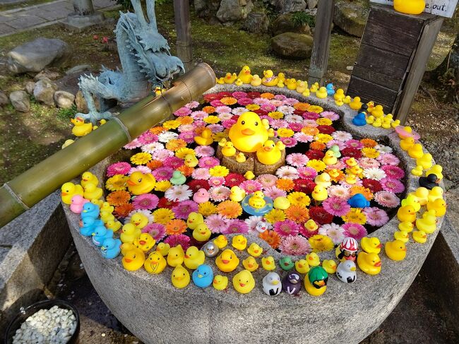 やっぱり！京の桜の巻（弐）　おかめ桜・立本寺・インクライン・岡崎十石舟・円山公園