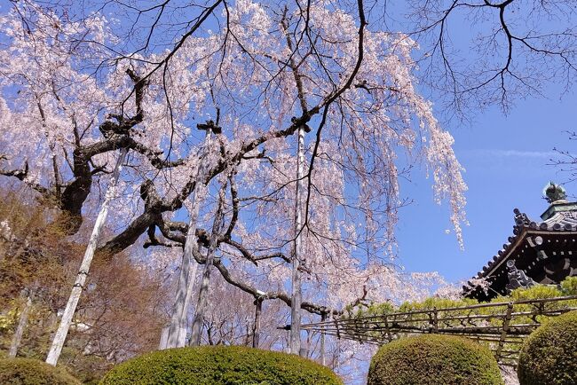 やっぱり！京の桜の巻（了）　善峯寺・渉成園