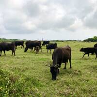 うりずんの八重山へ ～ アイランドホッピングで黒島へ♪サイクリングで果てしない青と牛に癒される