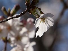 満開になる前から花筏と花絨毯を愛でる～近所の２つの公園の桜散策