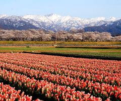 団塊夫婦の春の花巡りドライブ(2021ハイライト）ー春の富山・あさひ舟川の四重奏