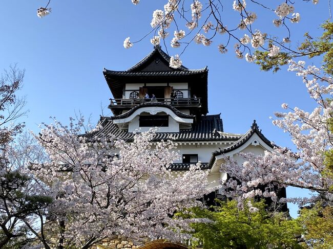 例年より一週間も早く桜の季節になりました。<br />3月なのに5月の暖かさ！<br />気温24度です。<br />桜満開の国宝　犬山城へ　出掛けてきました。<br /><br />私は、愛知県在住なので近いのですが　天守への入場は、初めてです。<br />近いからこそお天気の良い日を選んで出かけられました。<br /><br />歴史的なことは疎いので（ゴメンなさい）桜の風景を楽しんで来ました！