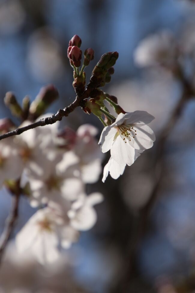 たしか3月23日、BGMとして流していたNHKニュースで、東京は桜が満開、満開と言うのを聞いて、えっ、それは大変!<br />と思い、翌日、テレワークの運動不足解消のサイクリングで、近所のお気に入り公園に向かったら、ソメイヨシノは見頃はまだまだでした。<br />よく考えたら、東京に限らず、桜は日当たりによって開花状況がずれます。<br />あのとき東京のどこが真っ先に満開になったのでしょう。<br />ただ、咲き始めている枝もありました。花とつぼみ混じりの枝は、初々しさがありました。<br />その後、近所である手軽さから、3回訪れました。<br />2日後は少し咲き進んだ桜が期待を持たせましたが、週末、レッサーパンダ遠征予定を入れてよそに行ってしまったため、3回目に訪れた時は、全体的に満開というにはぎりぎりでした。<br />でも、花筏と花絨毯も同時に愛でることができました。<br />それに、公園沿いの道路と歩道の3本の桜並木道は1番見頃だったと思います。<br /><br />※花見が再び近所の公園となったここ数年の桜の旅行記<br />2020年3月24日&3月26日<br />「ちょいと気の早かった近所の公園の桜散策~好天の気持ちの良い日を選んで」<br />https://4travel.jp/travelogue/11612631<br />2020年3月30日<br />「雪上がりの散り始めの満開の桜散策~雪がやんだあとはあっという間に溶け始めた春の幻想」<br />https://4travel.jp/travelogue/11613646<br /><br />2019年4月7日<br />「間に合った見頃のカッパ伝説のある近所の公園の桜~薄曇りの中でホワイトバランスを変えて遊びながら」<br />https://4travel.jp/travelogue/11478105<br />2018年3月25日<br />「満開まであと一息の桜散策~人混みに出なくてもゆっくり花見ができる近所の公園にて」<br />https://4travel.jp/travelogue/11342316<br />2017年4月8日&4月10日<br />「薄曇りの桜満開の公園は幻想的な世界」<br />http://4travel.jp/travelogue/11231717<br /><br />※同じ近所の公園のこれまでの旅行記のURL集は末尾にまとめました。<br />