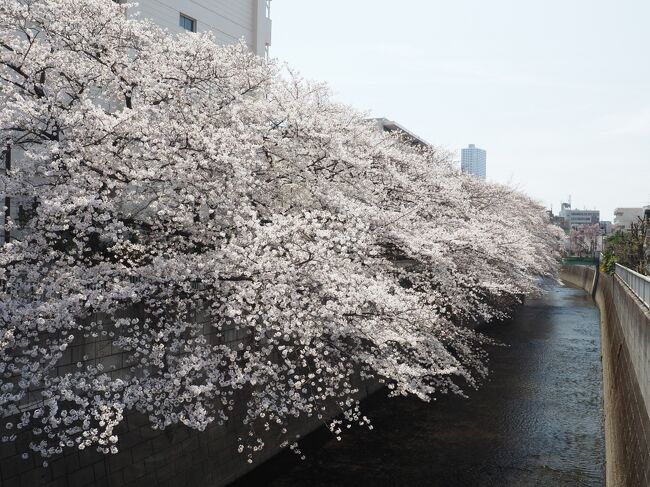 3月27日と31日。JR東中野駅から徒歩にて5分ほど、とてもおめでたい名前の万亀橋から桜を見ました。<br />遊歩道もあるのですがあまり時間がないため、橋から見たのみです。「まんきばし」と読むそうです。<br />神田川。はるか吉祥寺の井の頭公園からながれてきています。今後も暗渠になりませんように。<br /><br />27日に満開でしたが、31日にまだ見られるかな・・・と見に行ったところ、まだ花は残っていました！<br />でも流石に4月最初の週末雨らしいので、散ってしまうかも。